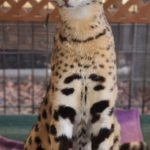 nova