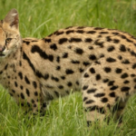 bakari